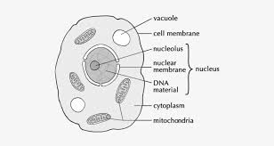 Tips for drawing a cell. A Drawing Of A Typical Animal Cell Easy Drawing Of Animal Cell Free Transparent Png Download Pngkey