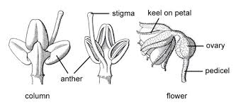 Image result for Pedistylis