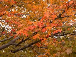 The lobed leaves turn outstanding shades of orange, scarlet and crimson in the fall. 10 Maple Trees For Best Fall Color
