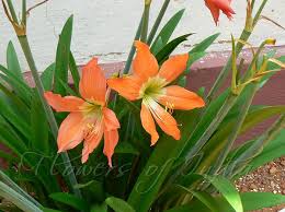 Image result for Hippeastrum puniceum