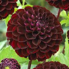 Dahlia Dark Spirit Begravningsblommor Dahlia Tradgard