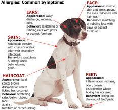Is Your Pet Suffering From Allergies By Katelyn Schutz Cpdt