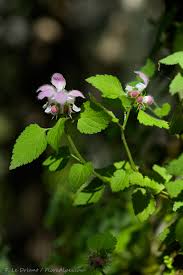 Image result for Ornithogalum flexuosum