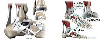 Sprunggelenksbruch Knochelbruch Malleolarfraktur Fuss Sprunggelenk Orthozentrum Cham Zug Schweiz Orthopadische Chirurgie Dr Med Rolf F Oetiker