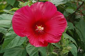 Image result for Hibiscus physaloides