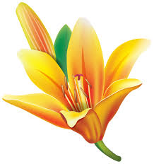 Yellow Lily Flower Png Clipart Lily Flower Flower Images Flower Art
