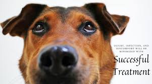 Treating cherry eye in dogs happens with a surgical procedure. What Is Cherry Eye