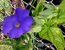 Image result for Acanthaceae