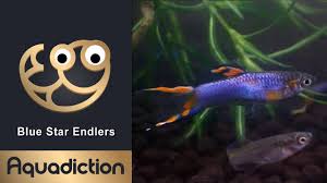 Endler, jr (rick), went to be with her lord and savior on 14 april 2021. Blue Star Endlers Endler Guppy Endlers In Macro 4k Youtube