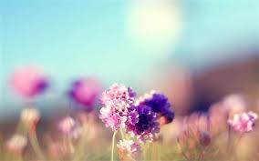 Maybe you would like to learn more about one of these? 1000 Best Flowers Mac Wallpapers Free Hd Download Allmacwallpaper