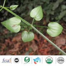 Image result for Rubia cordifolia