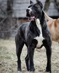Mishka 2 Years Old Presa Canario Presacanario From Romania In 2020 Huge Dogs Presa Canario Dog Breeds