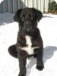Will be vet checked, have dew claws removed and have shots & wormed at 7 wks. Cambridge On Newfoundland Meet Hudson A Pet For Adoption