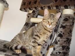 Hund katze nagetier vogel reptil pferd sonstige. Bkh Katze Sucht Neues Zuhause 296408