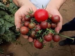 زراعة الطماطم الكرزية cherry tomatoes بطريقة الزراعة المائية والزراعة في التربة خطوة بخطوة. Ù„Ù„Ù…Ø±Ø© Ø§Ù„Ø£ÙˆÙ„Ù‰ Ù†Ø¬Ø§Ø­ Ø²Ø±Ø§Ø¹Ø© Ø¨Ù†Ø¯ÙˆØ±Ø© Ø§Ù„Ø³ÙˆØ¯Ø§Ø¡ ÙÙŠ ØºØ²Ø© ØµÙˆØ± Ø±Ø¤ÙŠØ§ Ø§Ù„Ø¥Ø®Ø¨Ø§Ø±ÙŠ