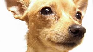 When this happens, you can see mistakes in the house that you have not seen for weeks or months. The Right Way To Stop Your Dog S Accidents Little Dog Tips