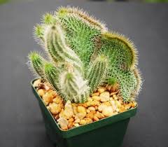 Image result for Tavaresia