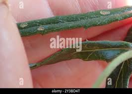 Image result for Senecio polyanthemoides