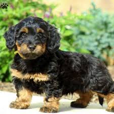 Black And White Dachshund Mix Pongo Greenfield Puppies Dachshund Mix Poodle Mix Puppies Poodle Mix