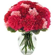 We did not find results for: Mixed Carnations By Rileys Florist