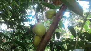 Siapkan buah mahkota dewa dengan berat sekitar 5 gram atau dapat disesuaikan berdasarkan kebutuhan. Manfaat Buah Mahkota Dewa Benefit Of Mahkota Dewa Fruit Steemit