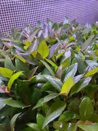 Image result for Hygrophila