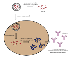 Working to deliver on the promise of mrna science to create a new class of transformative medicines for patients. Mrna 1273 Vaccine Patent Landscape For Nih Moderna Vaccine Public Citizen