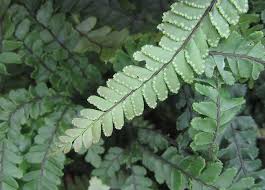 Image result for Adiantum hispidulum