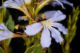 Image result for Goodeniaceae