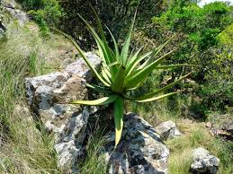 Image result for Aloe spicata