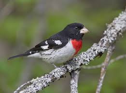 Black And White Spotted Bird Ontario Rose Breasted Grosbeak Backyard Birds Pet Birds Beautiful Birds