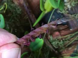 Image result for Bulbophyllum sandersonii