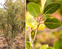 Image result for Apodytes dimidiata