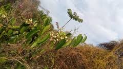 Image result for Baphia multiflora