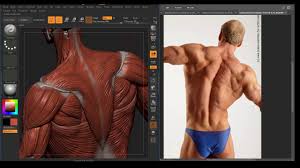 This is the coracoid process. Understanding The Back Muscles Anatomy Of The Torso For Artists Youtube