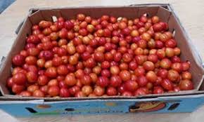 Community Fruit Wellington...