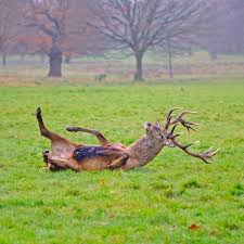 How Deer You Deer Travel Animals