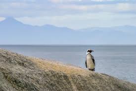 Math lesson 4 answers, faceing math lesson 14 linear equations answer key kristin. Why Are Penguins Endangered Lesson For Kids Study Com