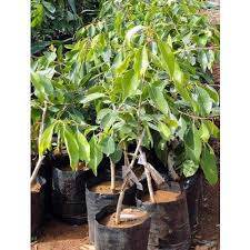 It is native to the indian subcontinent, adjoining regions of southeast asia, including myanmar, sri lanka, and the andaman islands. Jamun Tree Baby Greene