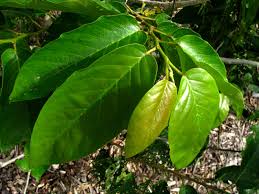 Image result for Antidesma