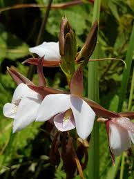 Image result for Eulophia ovalis
