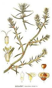 Image result for Caroxylon littoralis