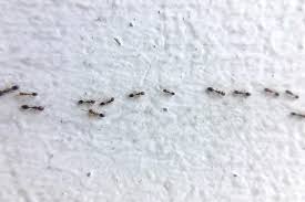It happens each year, those tiny ants that pop up seasonally around kitchens, trashcans, pet food, even in dishwashers. Gidt5h3urphf4m