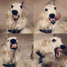 どうしてこんなにボルゾイに惹かれるのか。 dog lovers wild dogs dogs and puppies dogs dog mommy sighthound borzoi creepy animals. Borzoi Daily