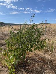 Image result for Vepris