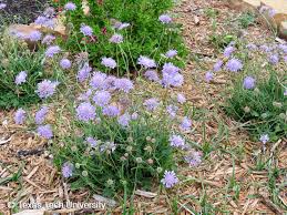 Image result for Danthoniopsis pruinosa