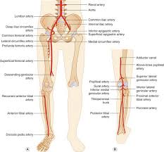Learn muscles anatomy lower body with free interactive flashcards. Duplex Assessment Of Lower Limb Arterial Disease Radiology Key