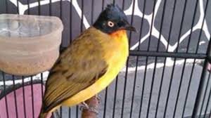Kicauan unik burung flamboyan cocok buat masteran, plus suara air mengalir. Burung Flamboyan Ngeplong Dengan Alunan Kicau Burung Flamboyan Ini By Anna Maecolling
