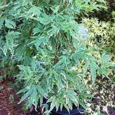 Cette photographie, sans mention explicite de son auteur, mf, n'est pas libre de droits. Roseo Marginatum Or Kagari Nishiki Acer Palmatum Japanese Maple Herbs