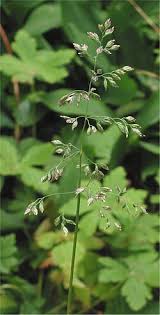 Image result for Poa schimperiana